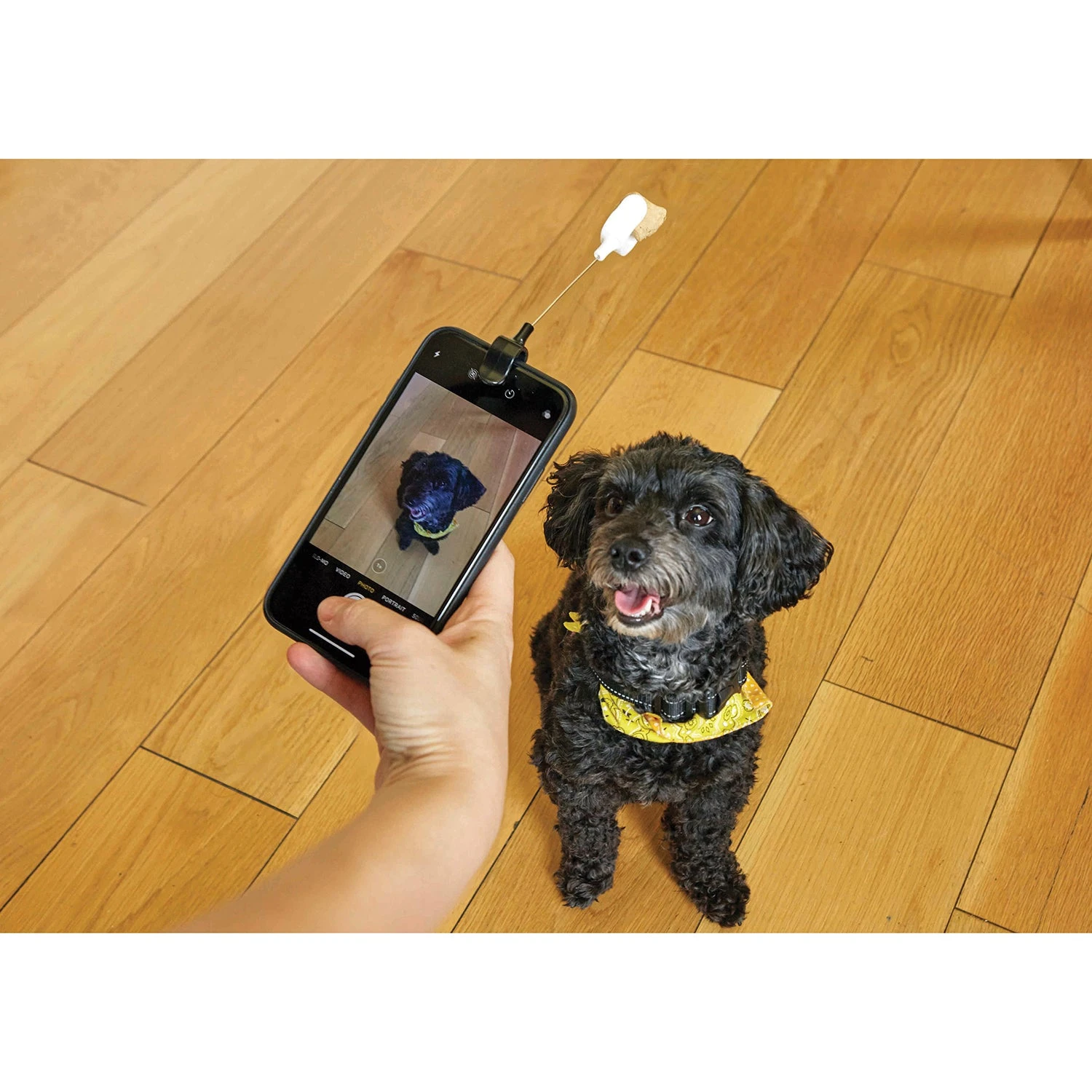 KIKKERLAND Kobe Dog Treat Selfie Clip 4 KIKKERLAND Kobe Dog Treat Selfie Clip - Image 2